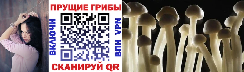 Галлюциногенные грибы GOLDEN TEACHER продажа наркотиков Йошкар-Ола